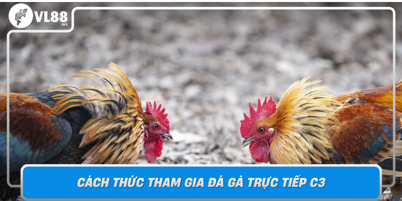 Cach Thuc Tham Gia Da Ga Truc Tiep C3 Chuan Bi Va Bat Dau Choi1