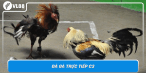 Da Ga Truc Tiep C3 Tran Dau Kich Tinh Loi Nhuan Hap Dan