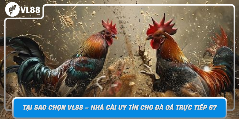 Tai Sao Chon Vl88 Nha Cai Uy Tin Cho Da Ga Truc Tiep 67