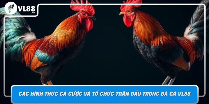 Đá Gà VL88 - Bí Quyết Nâng Cao Kỹ Năng Và Chiến Thuật Đá Gà 3 Cac Hinh Thuc Ca Cuoc Va To Chuc Tran Dau Trong Da Ga Vl88