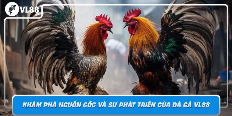 Đá Gà VL88 - Bí Quyết Nâng Cao Kỹ Năng Và Chiến Thuật Đá Gà 1 Kham Pha Nguon Goc Va Su Phat Trien Cua Da Ga Vl88